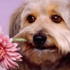 Por siempre seré tu perrito faldero